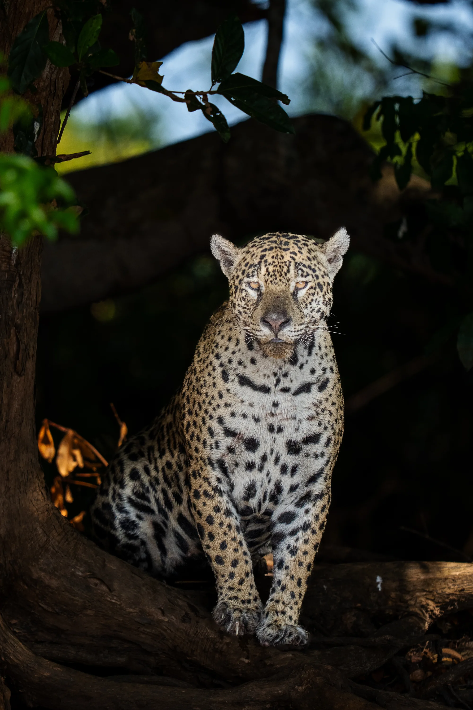 Pantanal Jaguar Expedition gallery image 7